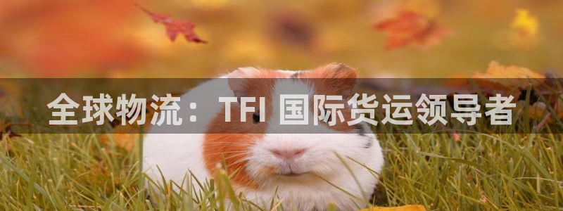 尊龙凯时vip：全球物流：TFI 国际货运领导者